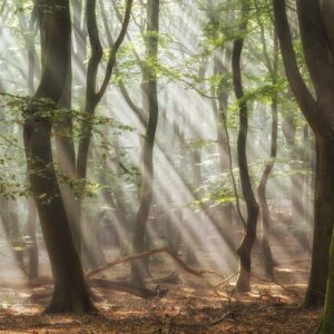 Song of the Forest