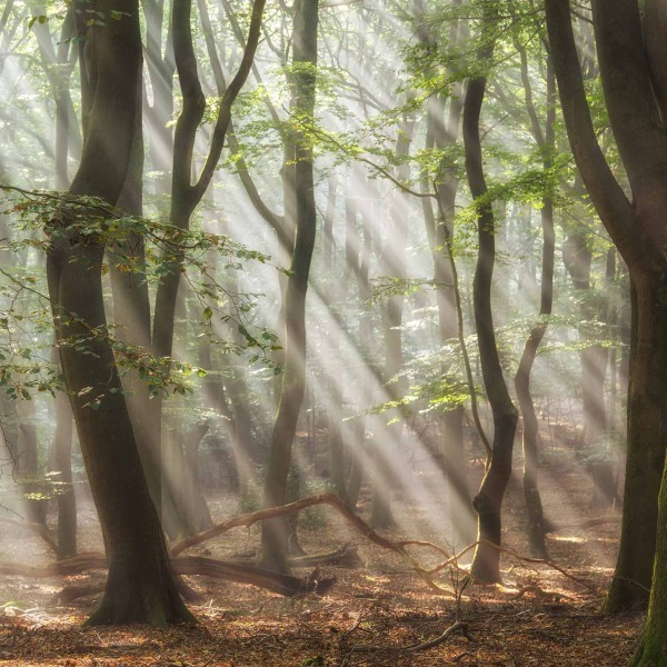 Song of the Forest 