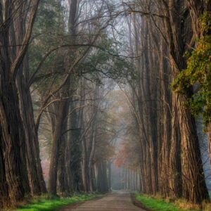 MU1524 - Acacia Road