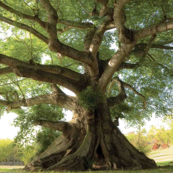 MU1508 - Kapok Tropical Tree