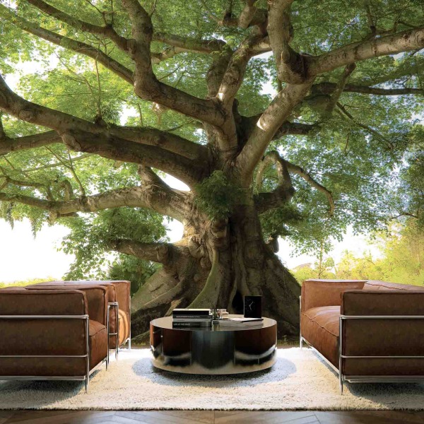 MU1508 - Kapok Tropical Tree