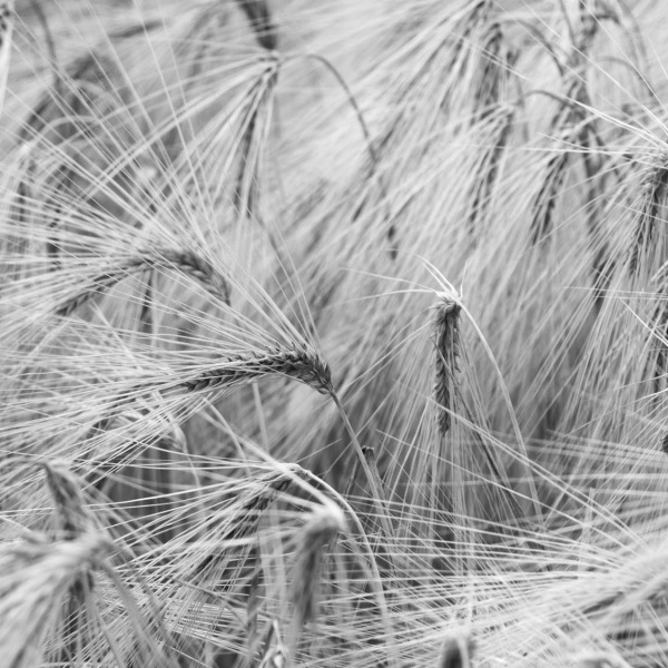 MU1461 - Wheat Field