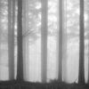 MU1460 - Fir Forest