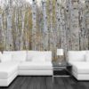 MU1457.01 - Canadian Birch Forest