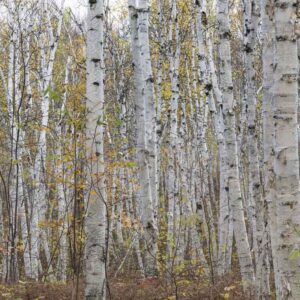 MU1457.01 - Canadian Birch Forest