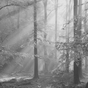 MU1442 - Sinfonia Della Foresta
