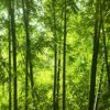 MU1434 - Asian Bamboo Forest