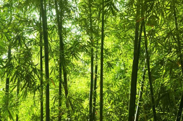 MU1434 - Asian Bamboo Forest