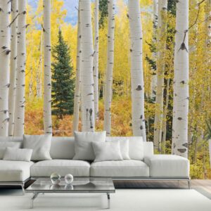 MU1433 - Aspen Forest Elk Mountains, Colorado