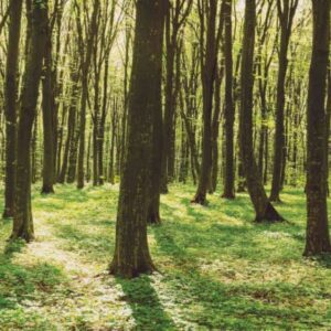 MU1413 - Panoramic Spring Colors Forest