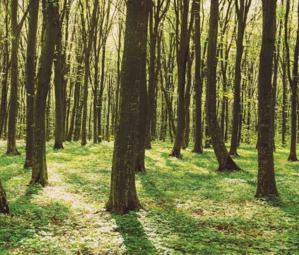 MU1413 - Panoramic Spring Colors Forest