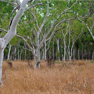 MU1386 - Gum Tree