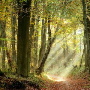 MU1354 - Welcome the Light