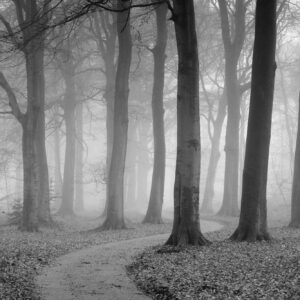 MU1353 - The Winding Path - Black and White