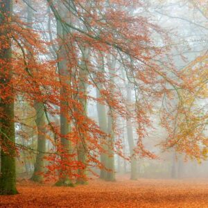 MU1352 - Autumn is Here