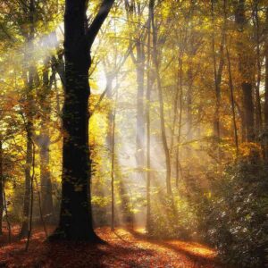 MU1305 - Morning Light