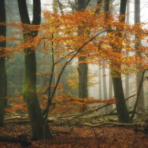 MU1304 - Enchantment