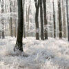 MU1264 - White Forest