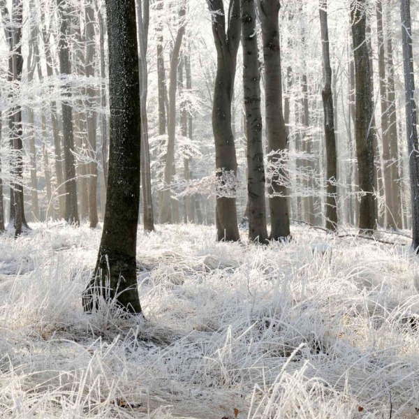 MU1264 - White Forest