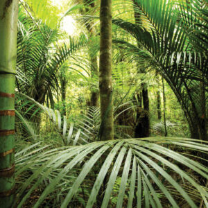 MU1203 - Rain Forest