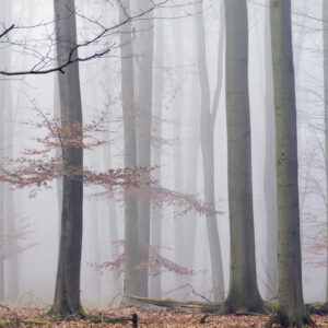 MU1202 - Morning Fog