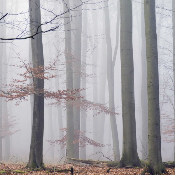 MU1202 - Morning Fog