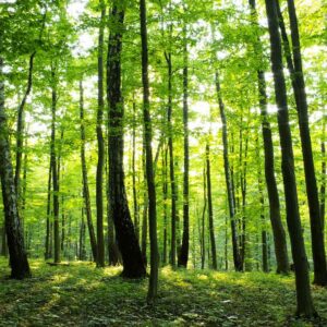 MU1186 - Sunny Forest