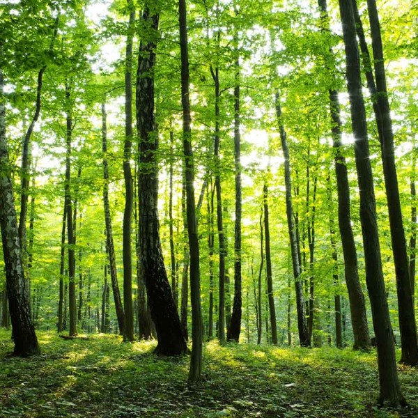 MU1186 - Sunny Forest