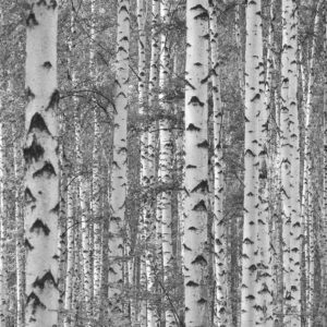 MU1131 - Birch Tree Forest