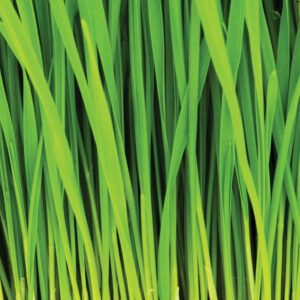 Alternative view of MU1153 - Grass