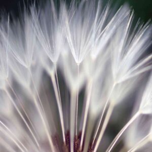 MU1121 - Dandelion