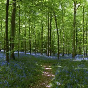 MU1118 - Bluebell Forest