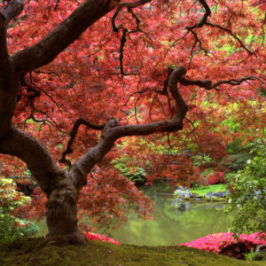 MU1116 - Japanese Garden