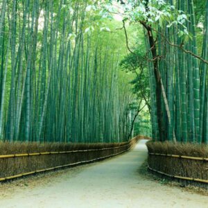 MU1066 - Sagano Bamboo Forest, Kyoto, Japan