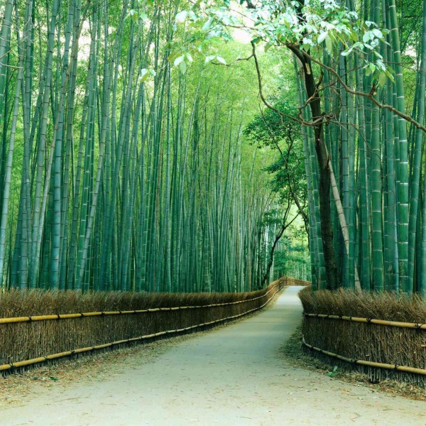 MU1066 - Sagano Bamboo Forest, Kyoto, Japan