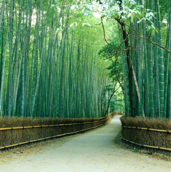 MU1066 - Sagano Bamboo Forest, Kyoto, Japan