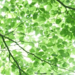 MU1540 - Foliage Under the Sun