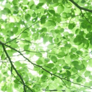 MU1540 - Foliage Under the Sun