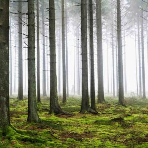 MU1574 - Pine Forest