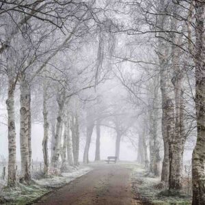 MU1578 - Frozen Birches