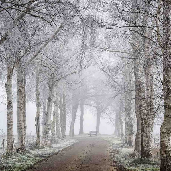 MU1578 - Frozen Birches