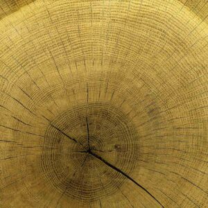 MU1589 - Centenary Tree Trunk