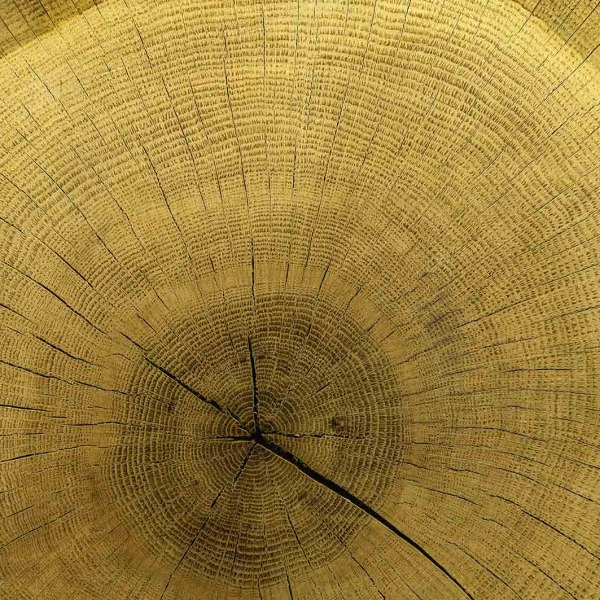 MU1589 - Centenary Tree Trunk