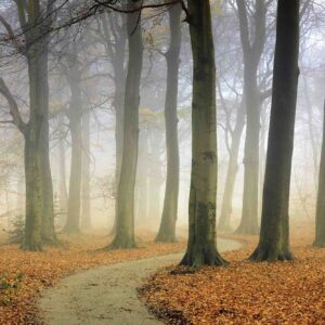 MU1443 - The Winding Path