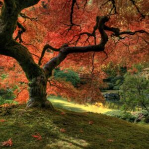 MU1510 - Japanese Maple Tree