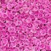 1483_Pink Roses