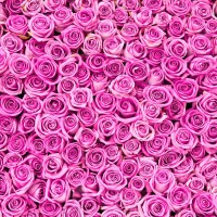 1483_Pink Roses