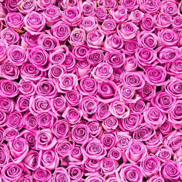 1483_Pink Roses