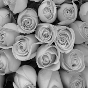 1549R_Yellow Roses