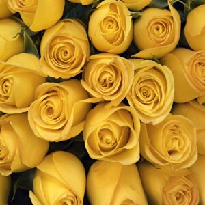 1549_Yellow Roses